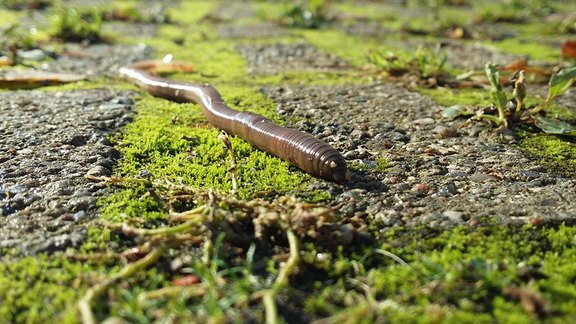 Regenwurm auf Moos - Credit: pixabay