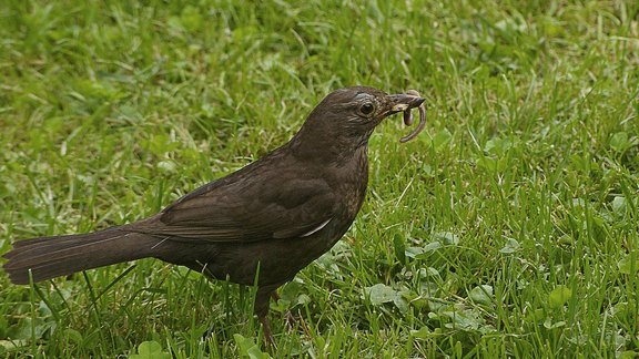 Vogel frisst regenwurm - Credit: MichiNordlicht/pixabay