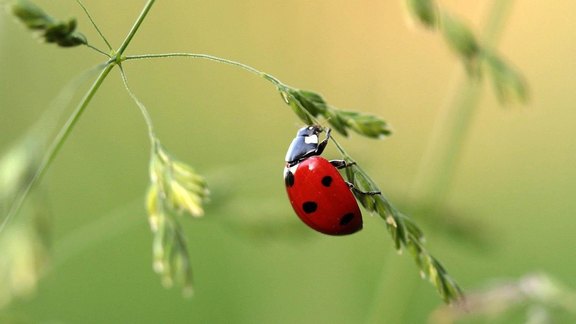 Marienkäfer - Foto: Myriams Fotos/Pixabay