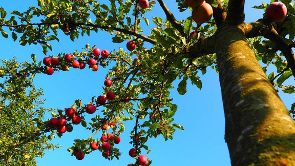 Apfelbaum - Foto: Hans/pixabay