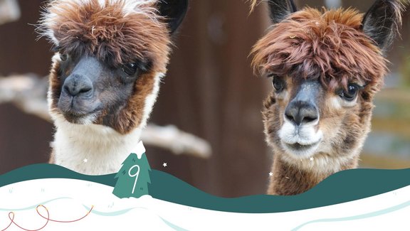 Alpacas - Foto: pixabay